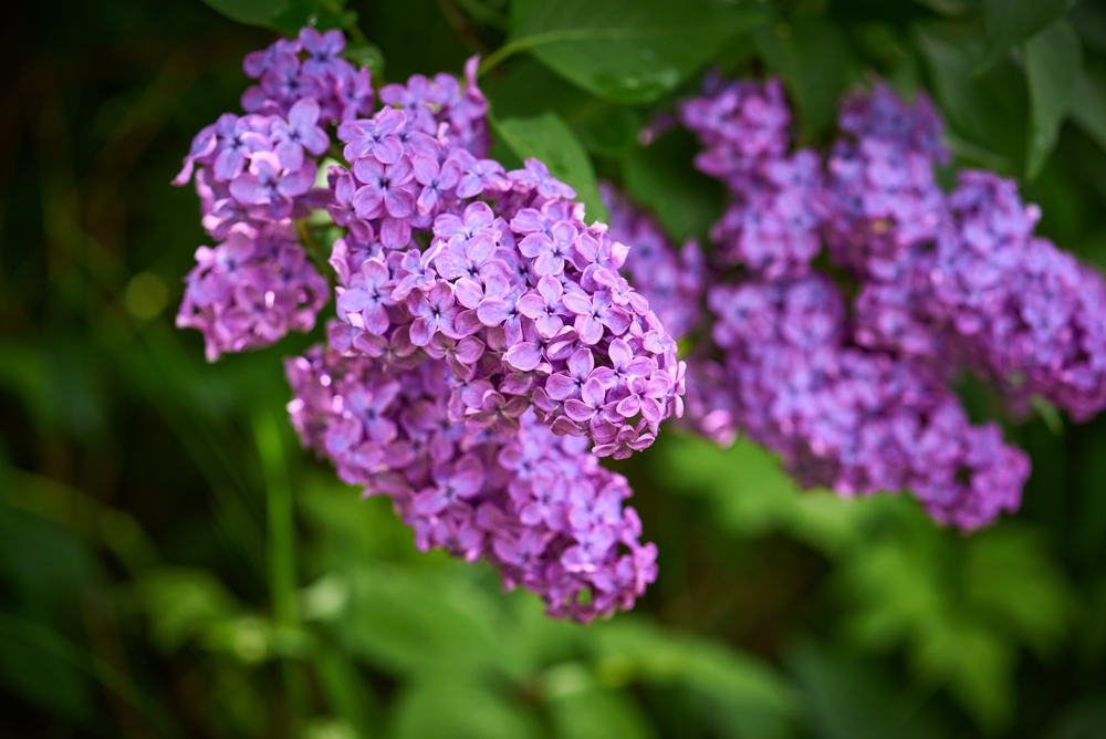 liliac mov inflorit