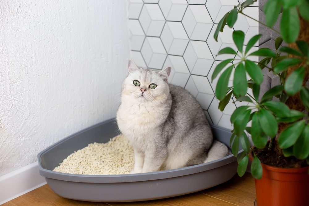 pisica in litiera pusa la colt langa perete si planta