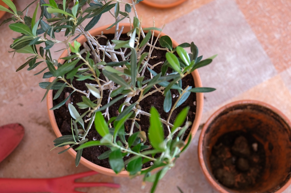 replantare maslin in ghiveci