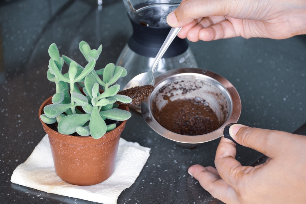 zat cafea pus la baza plantei