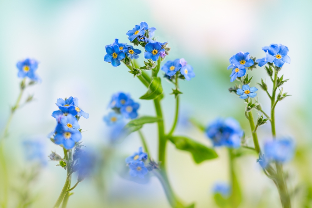 floare de nu-mă-uita