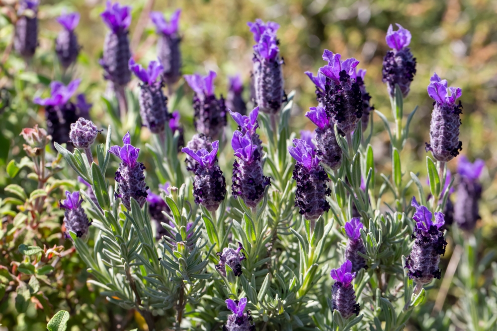 lavanda plantata in gradina