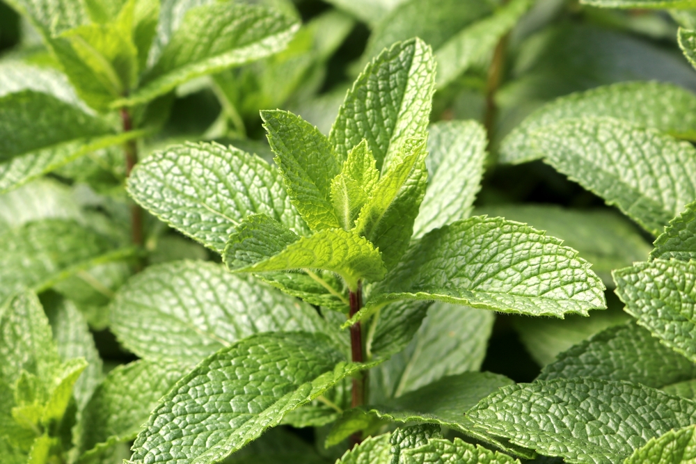 menta tanara proaspata