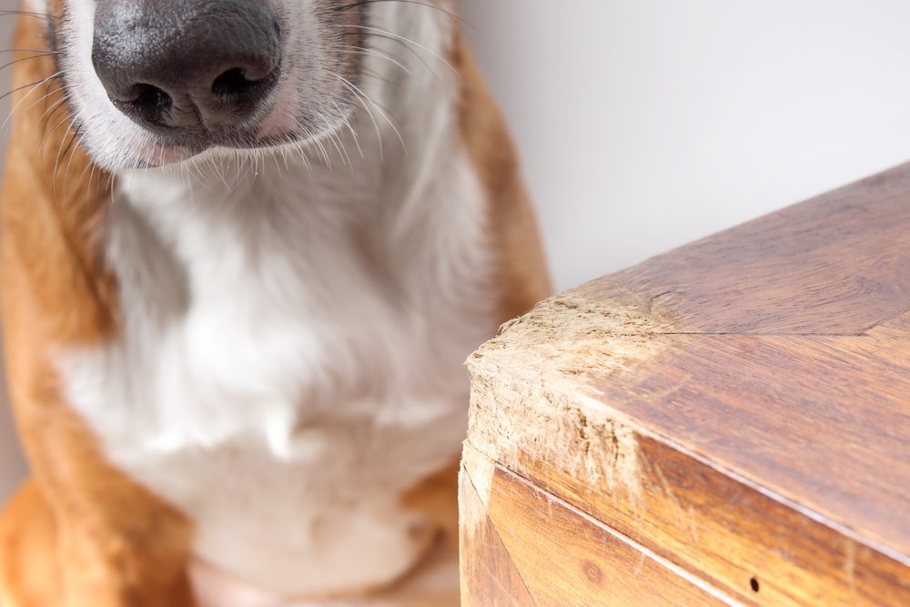 caine care a ros mobila de lemn urme vizibile