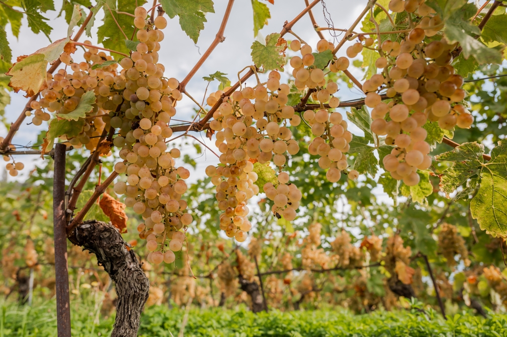 vita de vie Chasselas Dore cu struguri albi