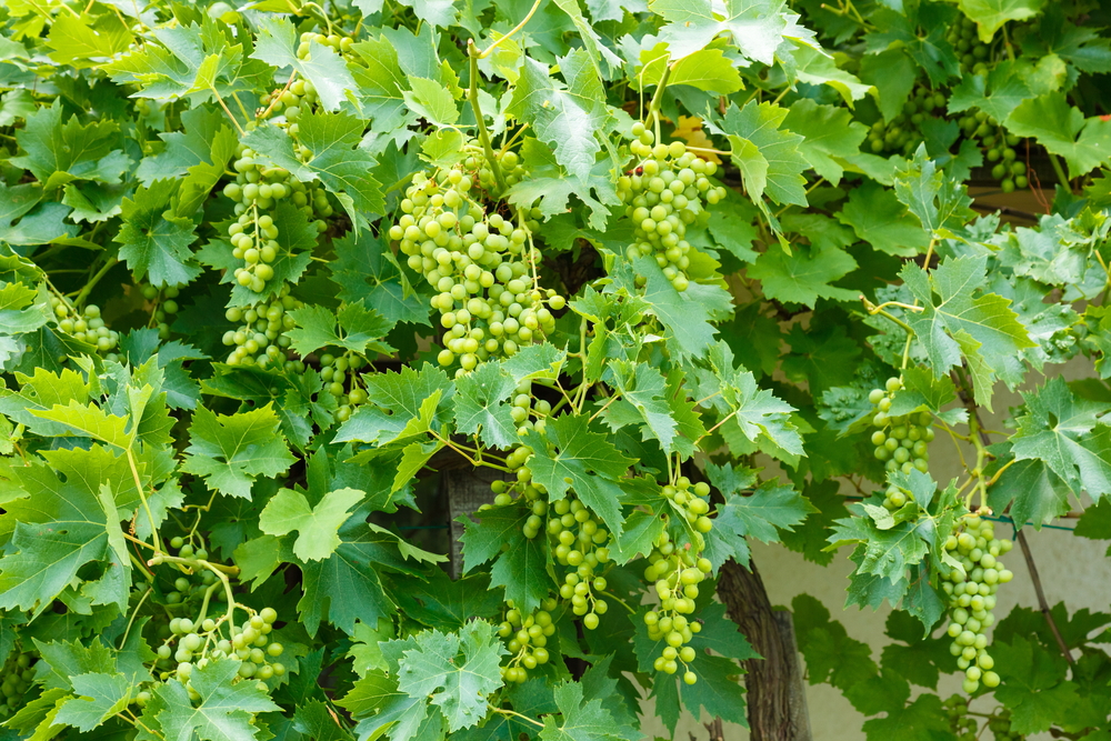 vita de vie verde cu struguri verzi