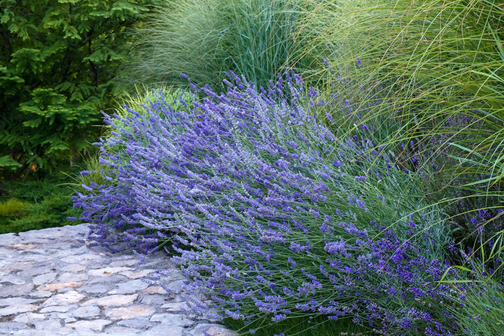 lavanda in gradina langa alee