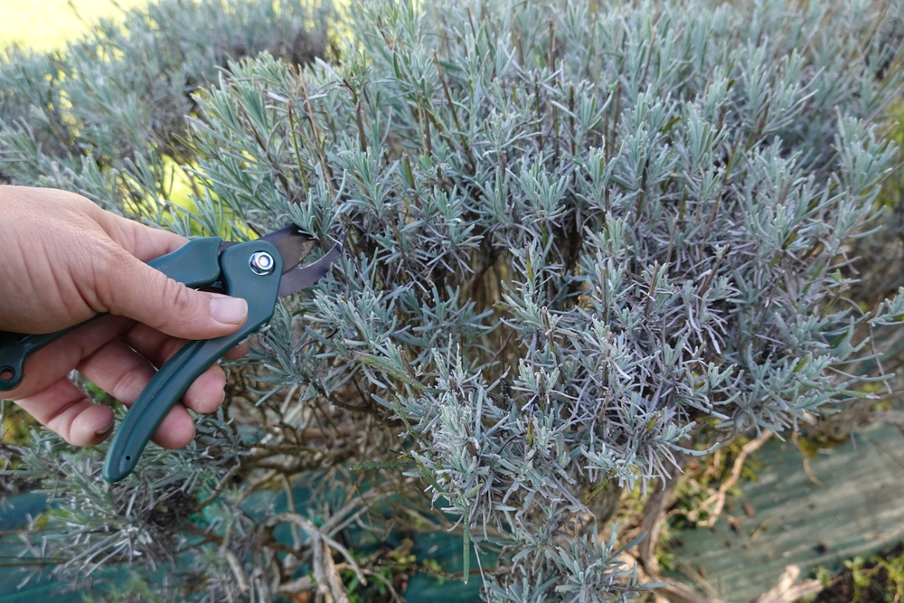 lavanda tundere cu foarfece